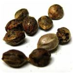 Семена марихуаны АК-47  (Seeds AK-47) в Мариинском Посаде